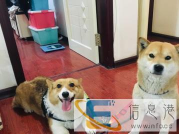 宠物家庭独立寄养