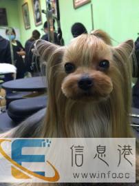 宠物美容价格面议