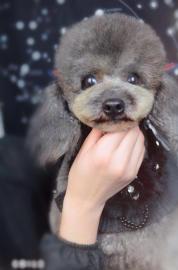 萌格国际宠物美容培训学校宠物美容师