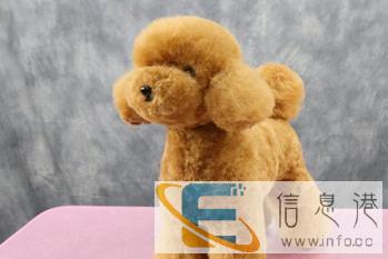 派多格学习宠物美容，训犬和开店一站式服务