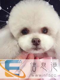 零基础宠物美容开店没经验，沈阳萌格国际全知晓