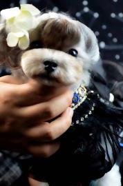 零基础宠物美容开店来沈阳萌格国际宠美