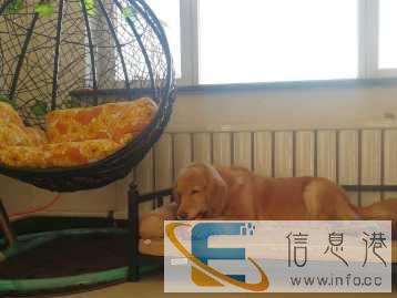 赵祺宠物训练 寄养学校