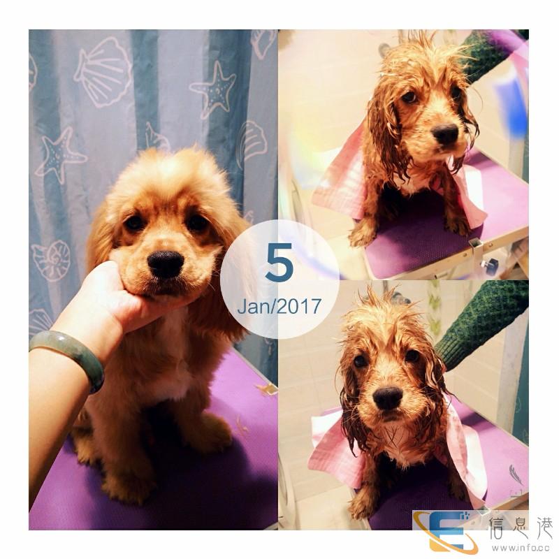 晋中榆次宠物寄养长期有效