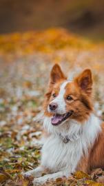 宠物托运，专业安全放心