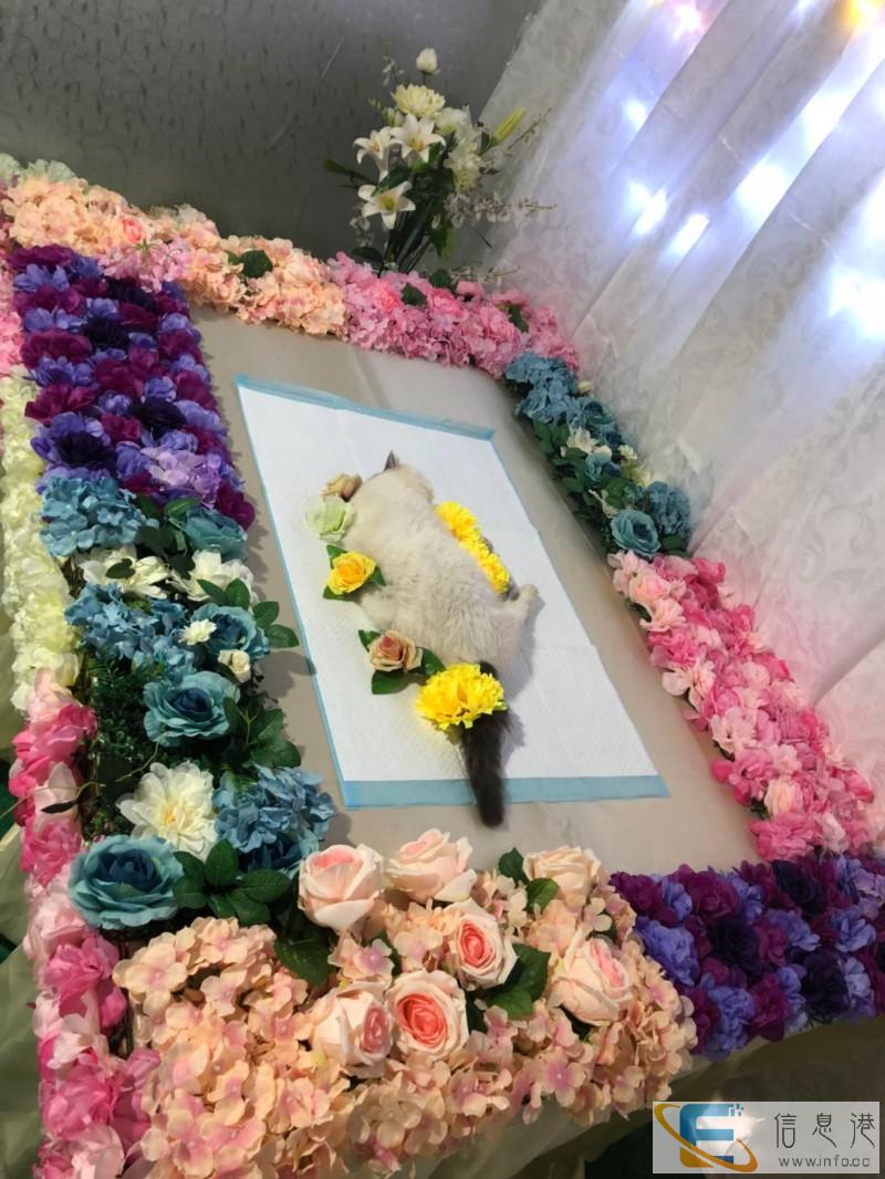 昆明宠物火化 昆明宠物墓地 昆明宠物殡葬 昆明狗狗火化