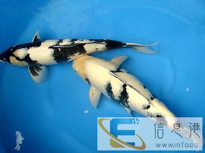 鱼缸专业水草种植造景设计 鱼缸清洗 鱼缸维修服务