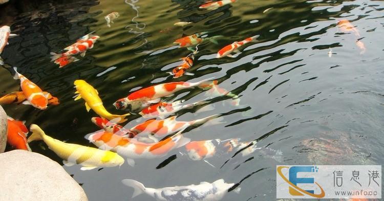 水簇箱专业清洗 鱼缸造景 鱼缸维修