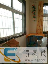 宠物猫，田园猫家庭寄养