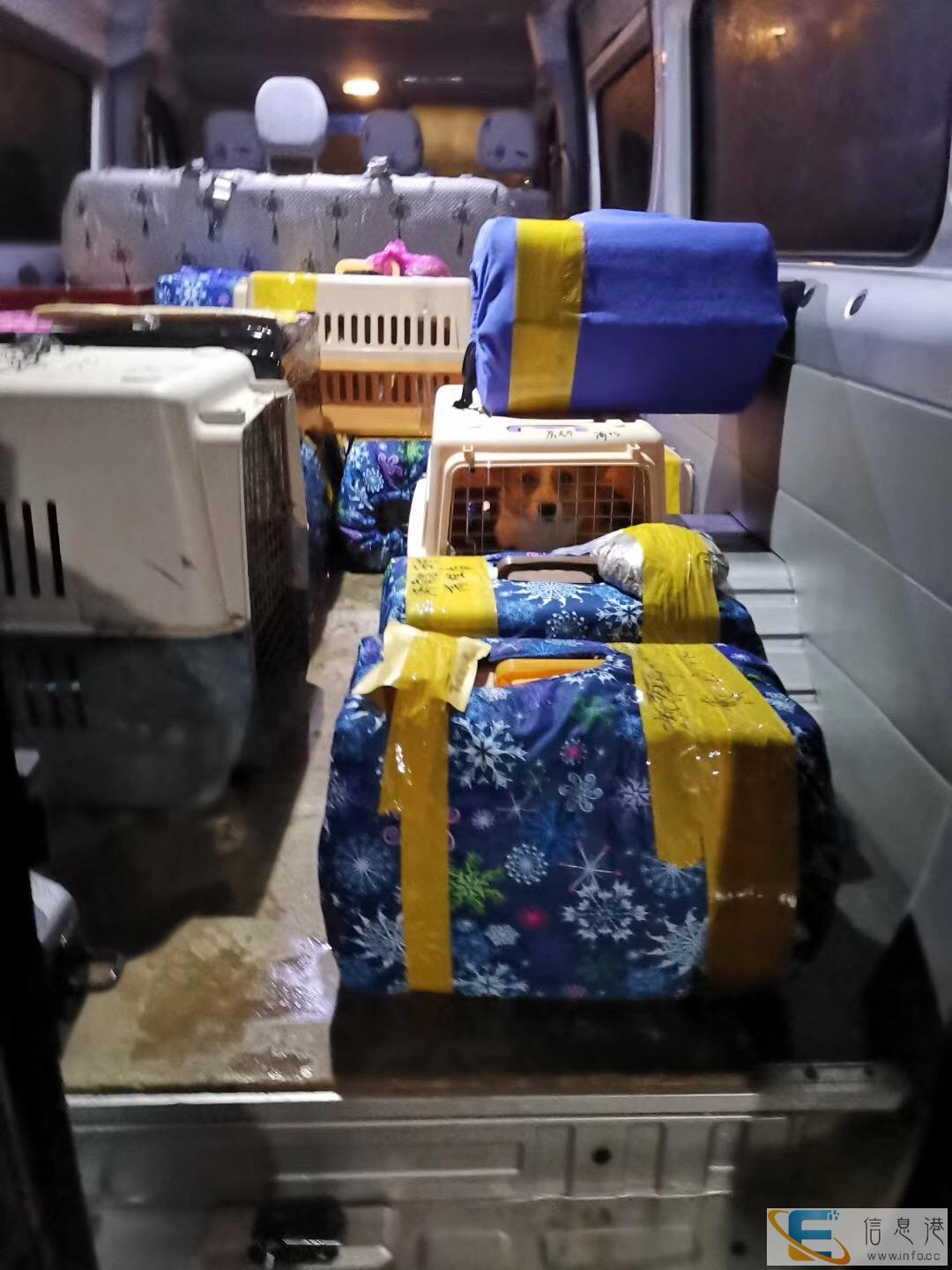 新疆克拉玛依宠物航空托运上门服务全国连锁