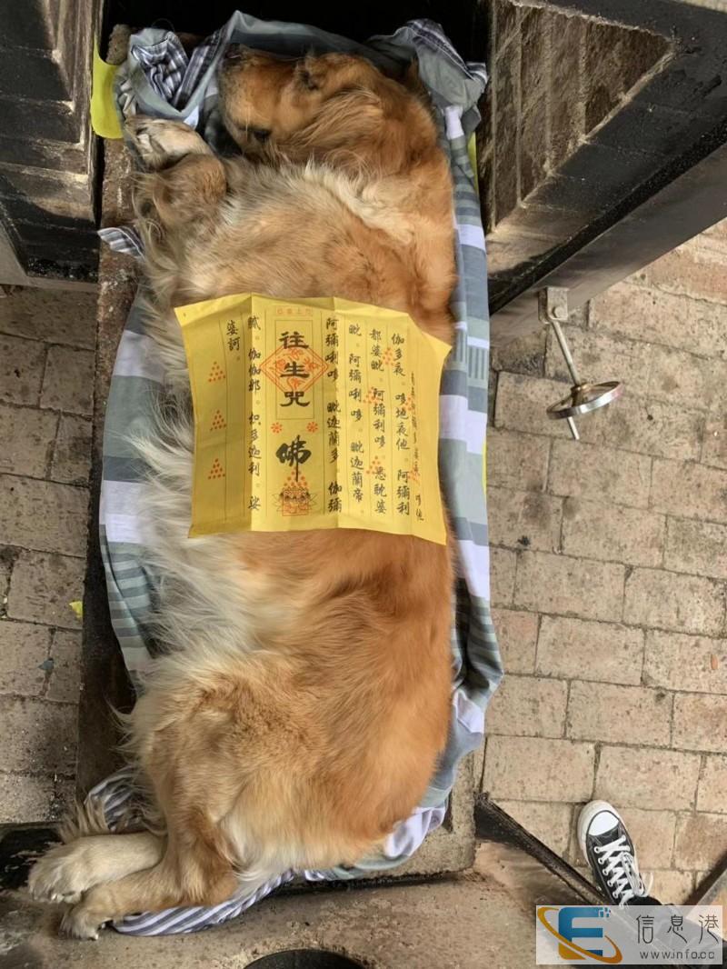 兰州宠物火化在哪里