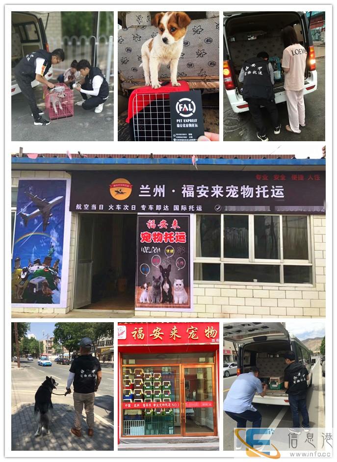 人性 安全 便捷-兰州福安来专业宠物托运