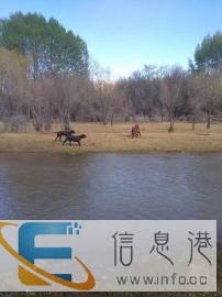 拉萨家缘犬舍较大的宠物寄养基地