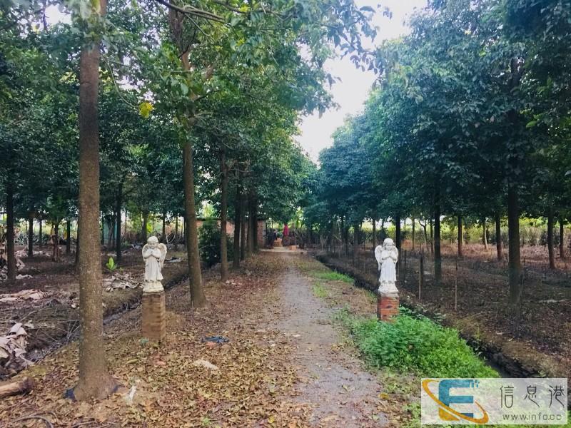 拉萨宠物火化 拉萨宠物墓地 拉萨宠物殡葬 拉萨狗狗火化