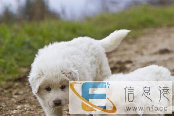 舒宠快运，宠物快递，宠物速运，专车接送，一站式服务