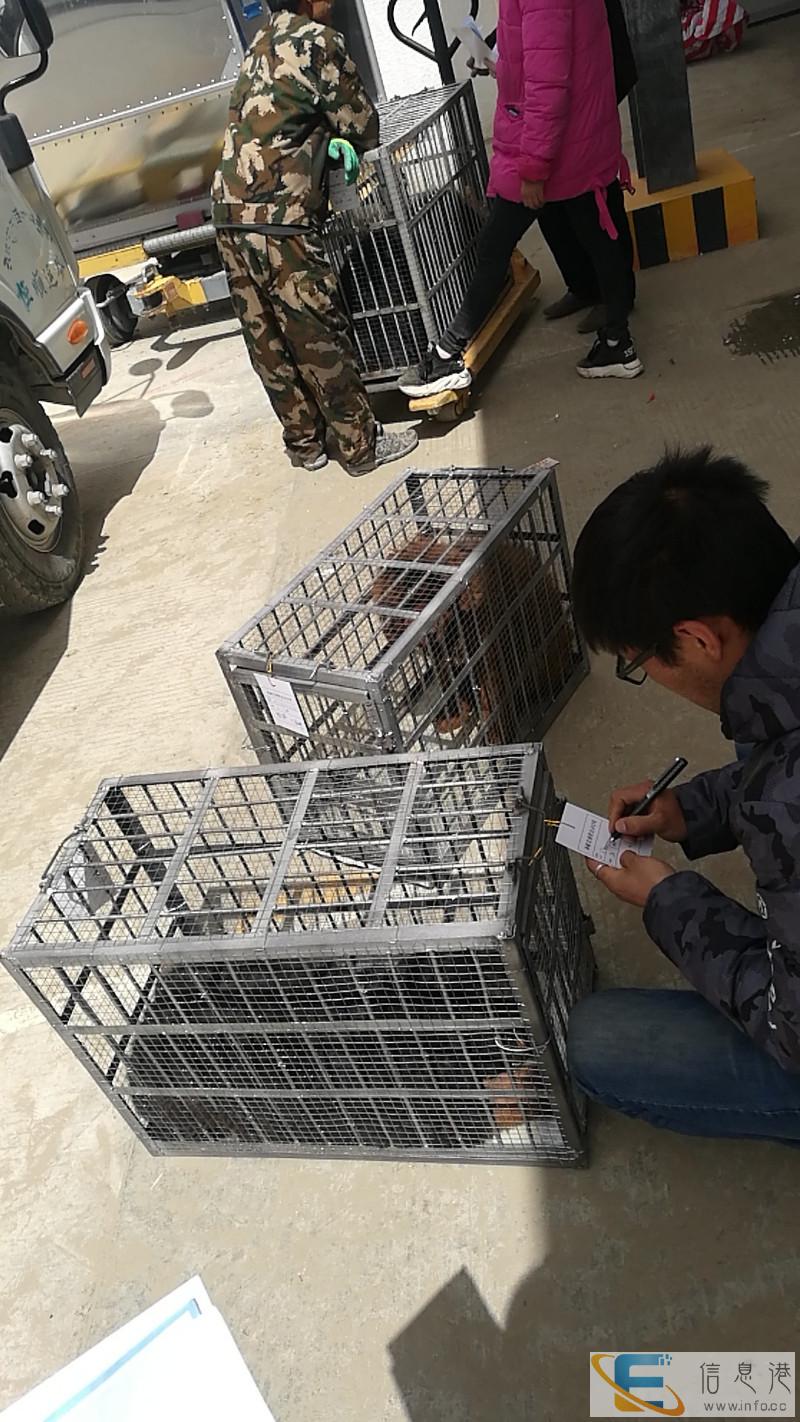 从西藏拉萨托运藏獒,狗,猫等宠物到全国各地