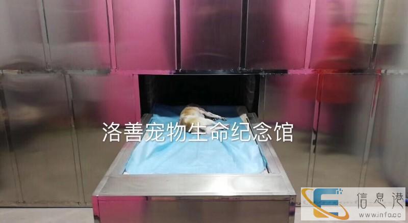 殡仪宠物火化服务-洛阳洛善宠物殡葬-