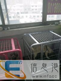 私人放心宠物寄养会所 美容 洗澡