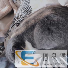 洛阳阿呆家猫咪寄养