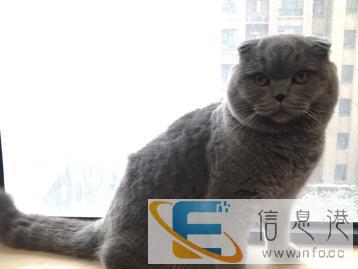 上门喂养猫咪服务