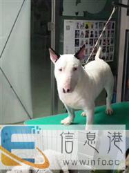 廊坊市霸州胜芳镇小河西酬谢一万元寻找牛头梗