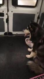 宠爽游宠物保姆专车托运上门接送喂食喂水遛宠