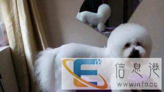 廊坊关爱宠物医院,宠物医疗,宠物美容,化验手术