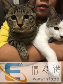 廊坊 家庭式猫咪寄养