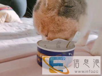 一月壹宠物寄养长期有效