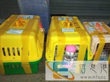 环众宠物,专业办理宠物托运,随机