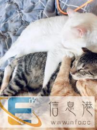 廊坊 家庭式寄养