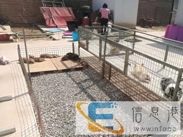 专业宠物寄养孕犬接生照顾幼犬服务