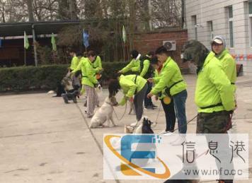 专业训犬和寄养指导，零基础包就业