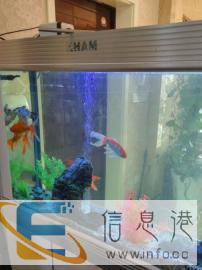 鱼缸清洁换水上门服务