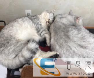 四川省乐山宠物家庭式寄养猫咪小狗猫猫寄养