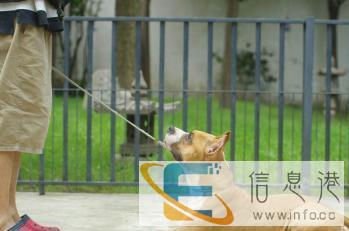双泰训练犬舍基地