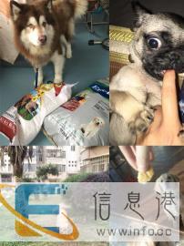 家庭式寄养各种爱宠猫狗兔子龙猫