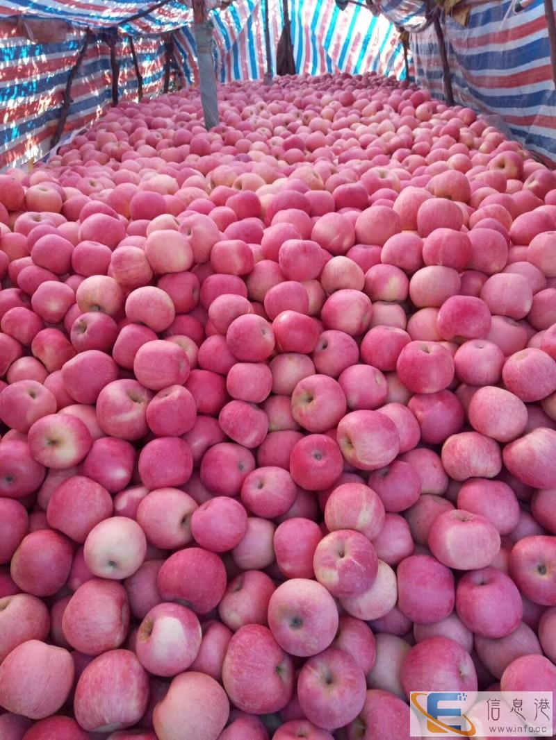 大量供应代办红富士苹果