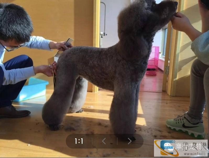 临汾摩登宠物美容师培训学校开始面向全国招生了