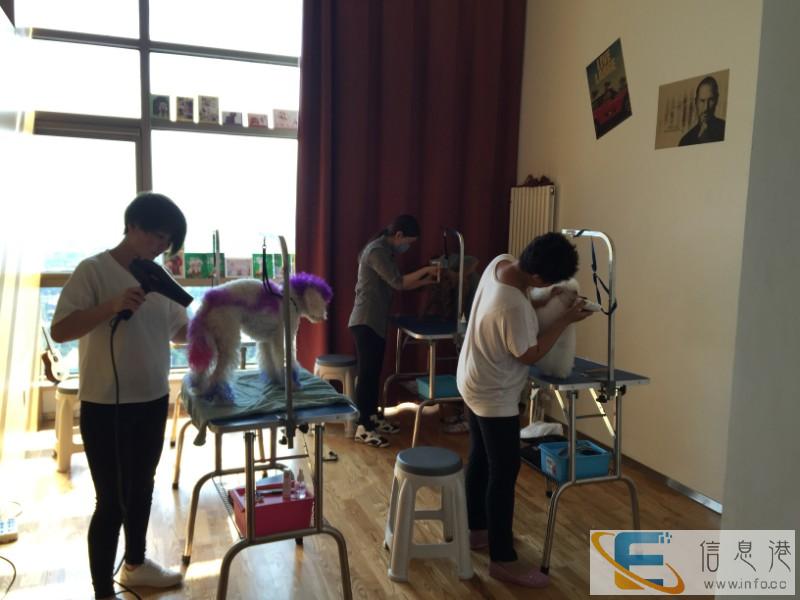 临汾摩登宠物美容学校开始面向全国招生了