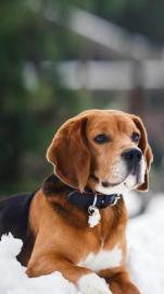 宠物托运价格面议