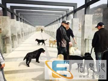 家庭式放心寄养各种宠物狗狗 上门遛狗逗猫