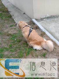 宠宠哒宠物托运上门服务喂食喂水空调专车