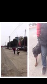 训狗本人职业训犬师