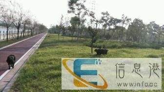 专业放心家庭式宠物寄养 什么遛狗逗猫