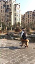 连云港专业训狗、马犬训练