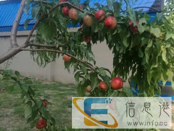 专业寄养各种宠物狗狗 上门遛狗逗猫