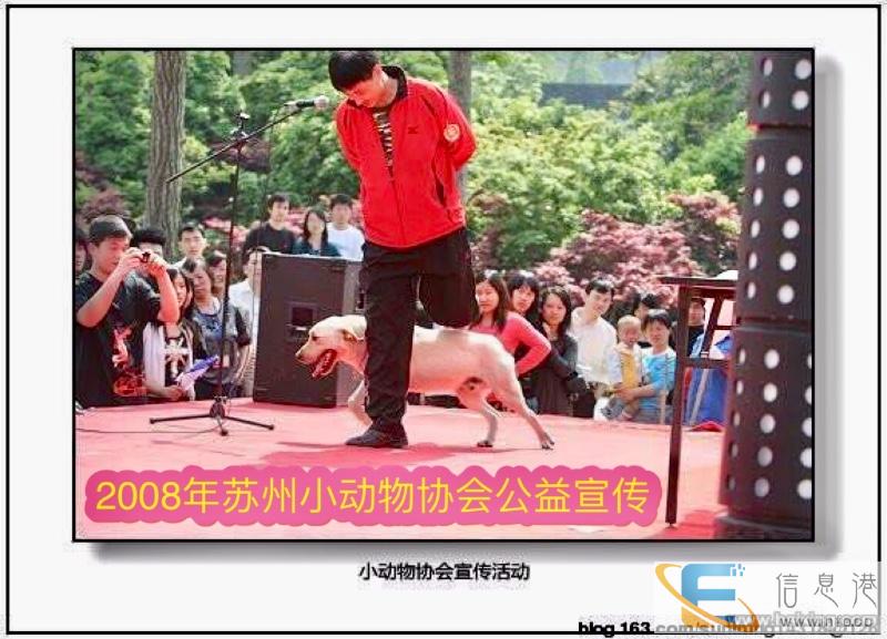 连云港宠物犬行为纠正训练训犬师培训学校训犬训狗基地哪家好