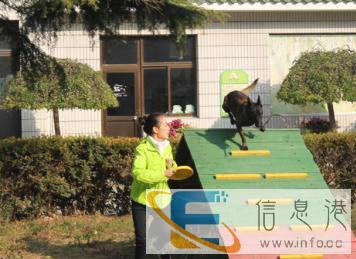 专业宠物美容、训犬和开店指导，零基础包就业