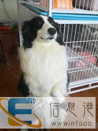 各种宠物家庭寄养